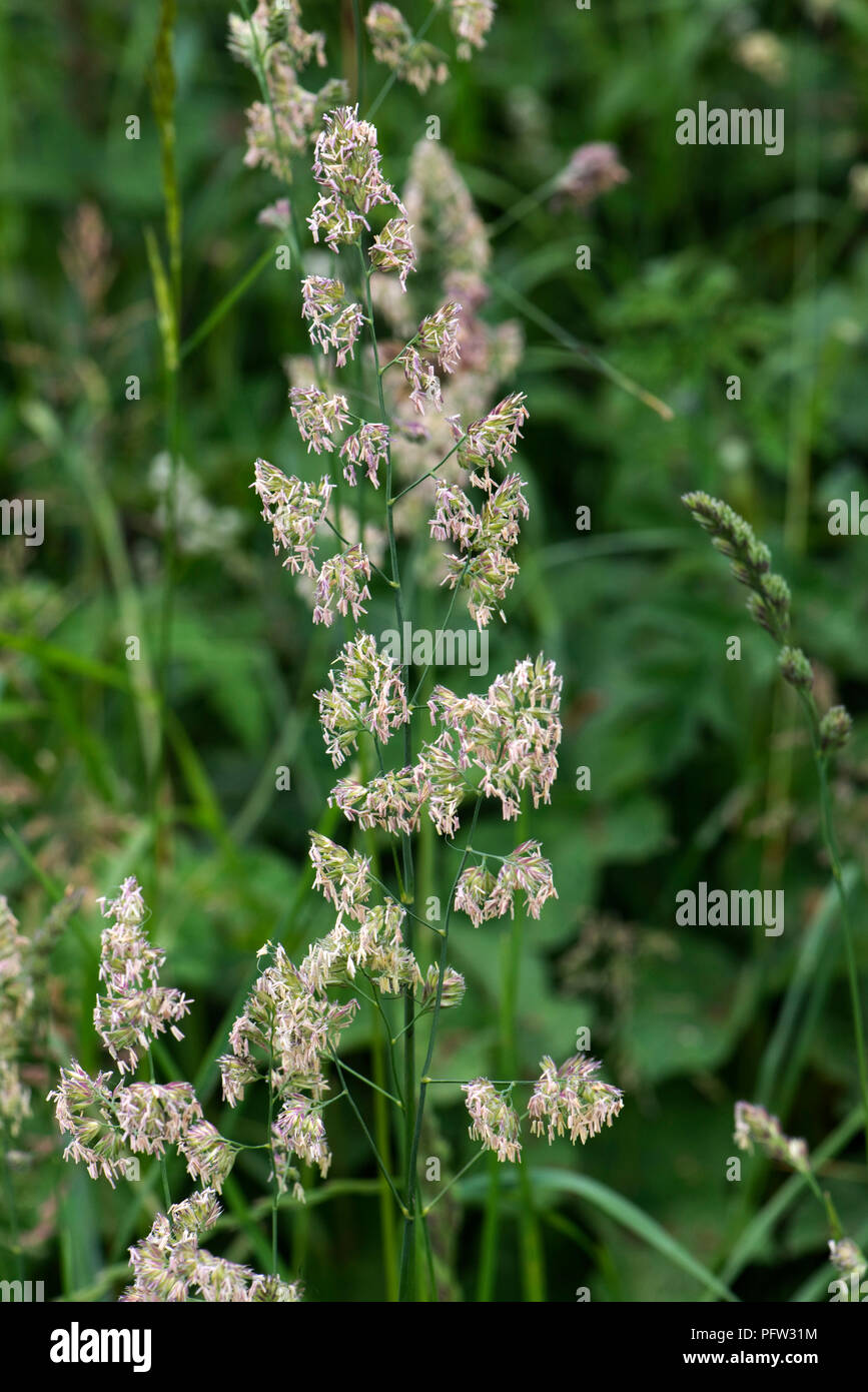 Dactylis, Dactylis glomerata, infiorescenza in piena fioritura e il rilascio di polline, Berkshire, Giugno Foto Stock