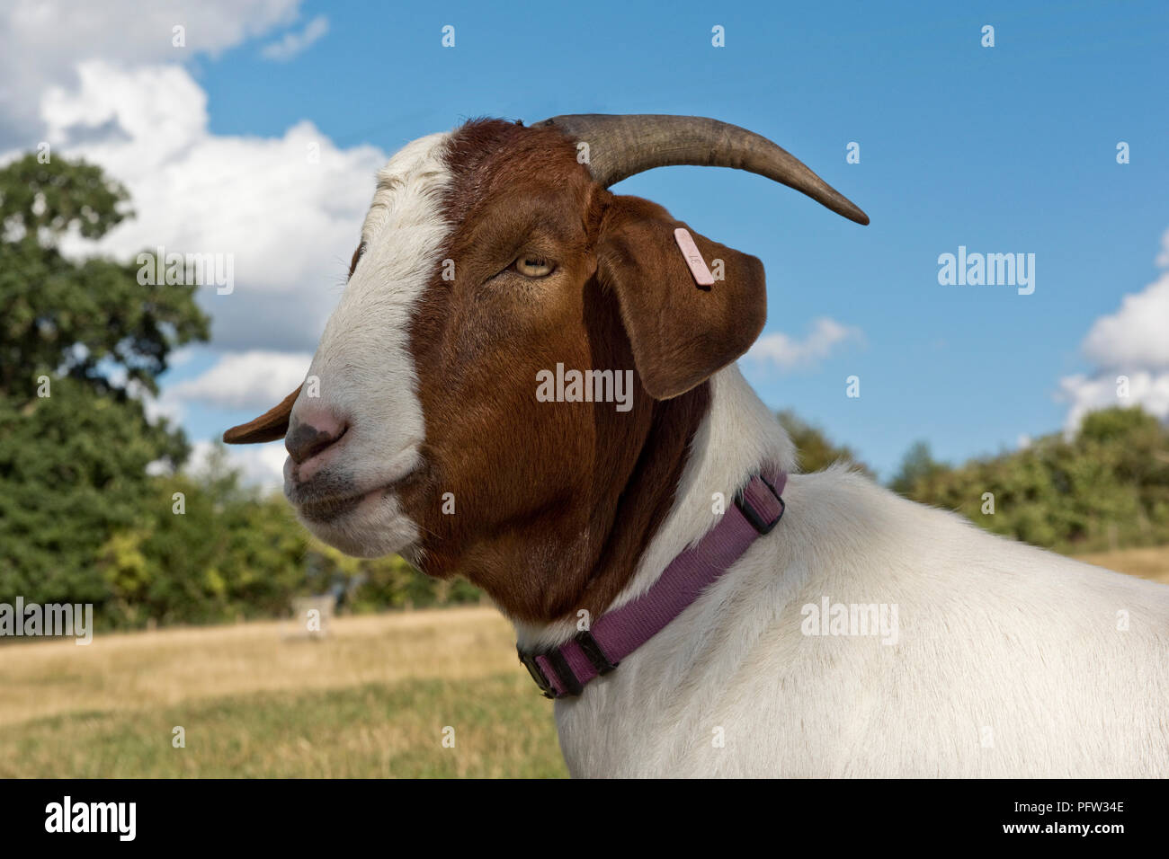 Testa di castrato l 'castrato' Boer goat pet con un collare di viola e buona corna, Berkshire, Agosto Foto Stock