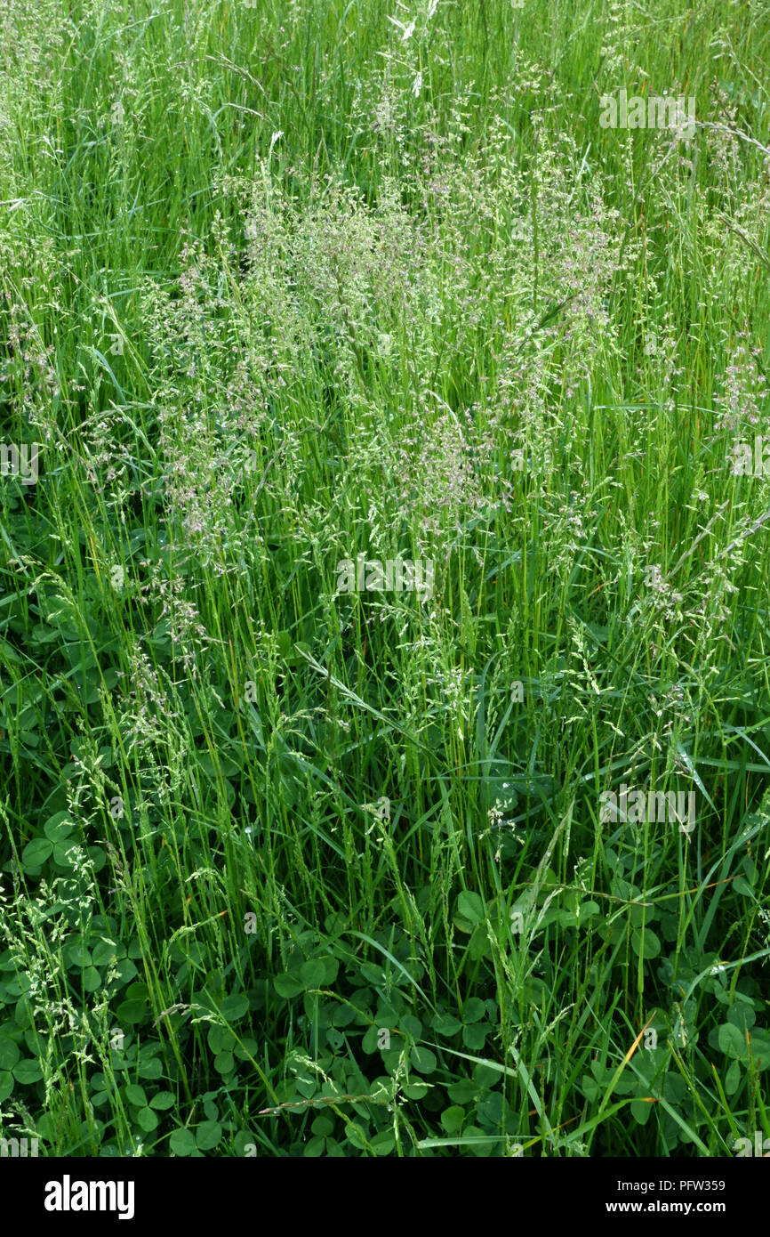 Buon prato-erba, Poa pratensis, fioritura in un pascolo, Berkshire, Inghilterra, Regno Unito, maggio Foto Stock