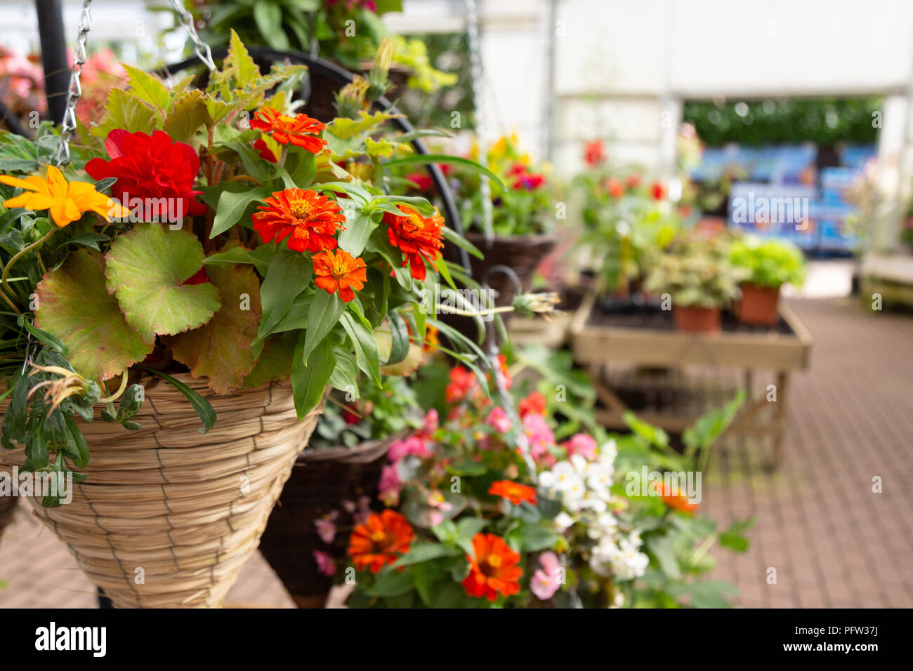 Fiori e piante per la vendita in un centro giardino, Cambridgeshire England Regno Unito Foto Stock