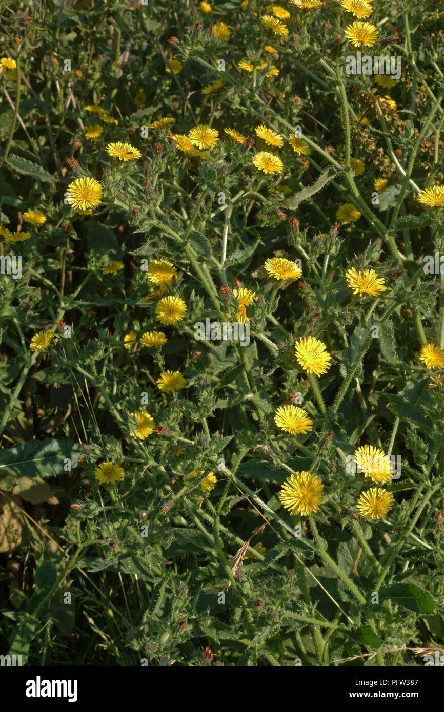 Ispido oxtongue, Helminthotheca echioides, grande fioritura giallo grezzo-lasciava in pianta, Devon, Luglio Foto Stock