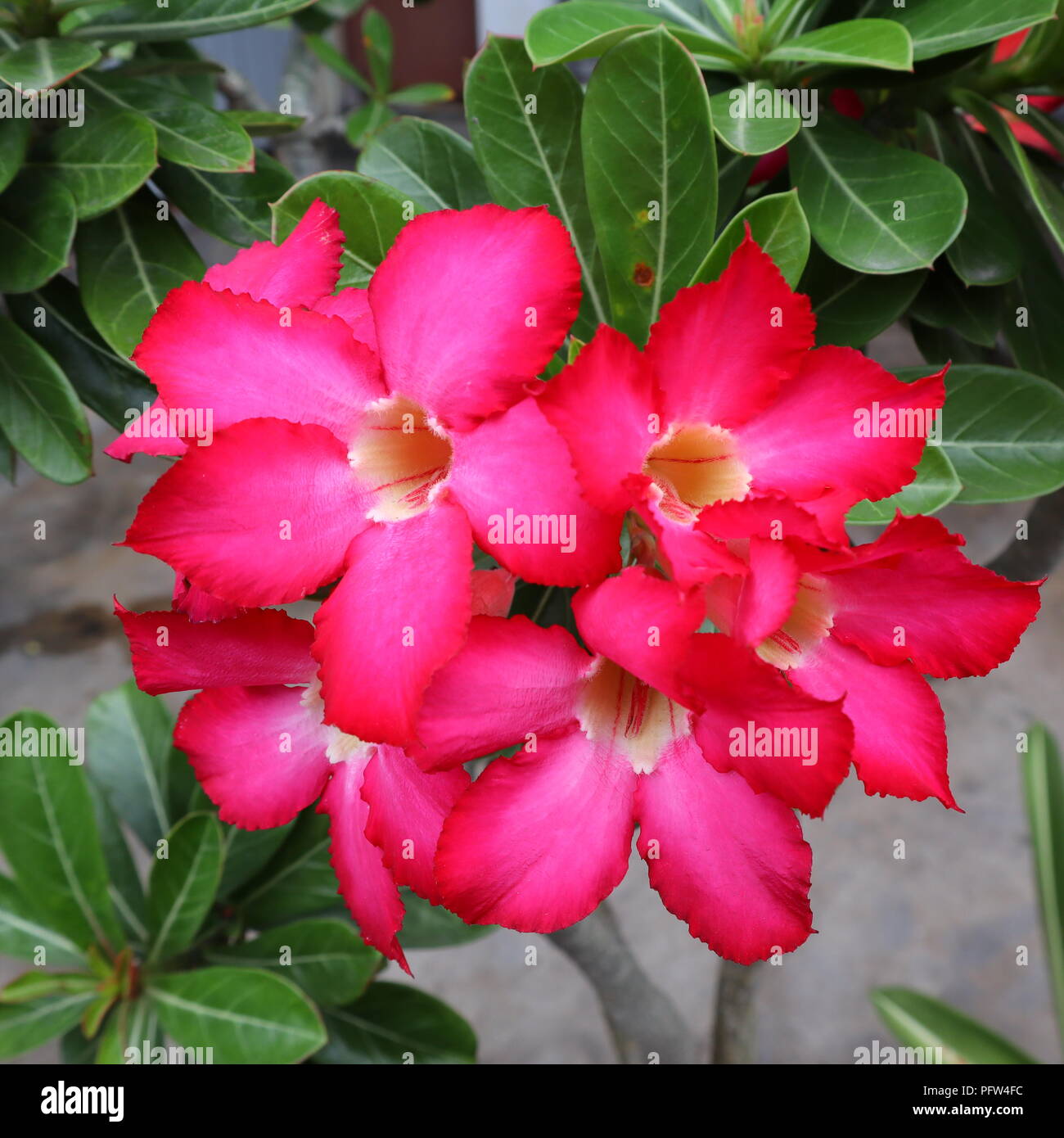 Il fiore rosa fioritura Foto Stock