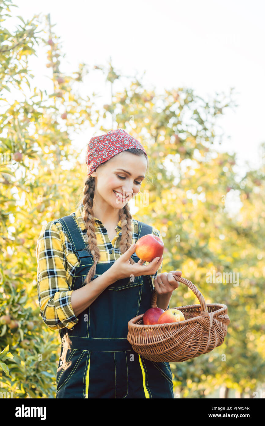 Coltivatore di frutta donna raccolta mele nel suo carrello Foto Stock