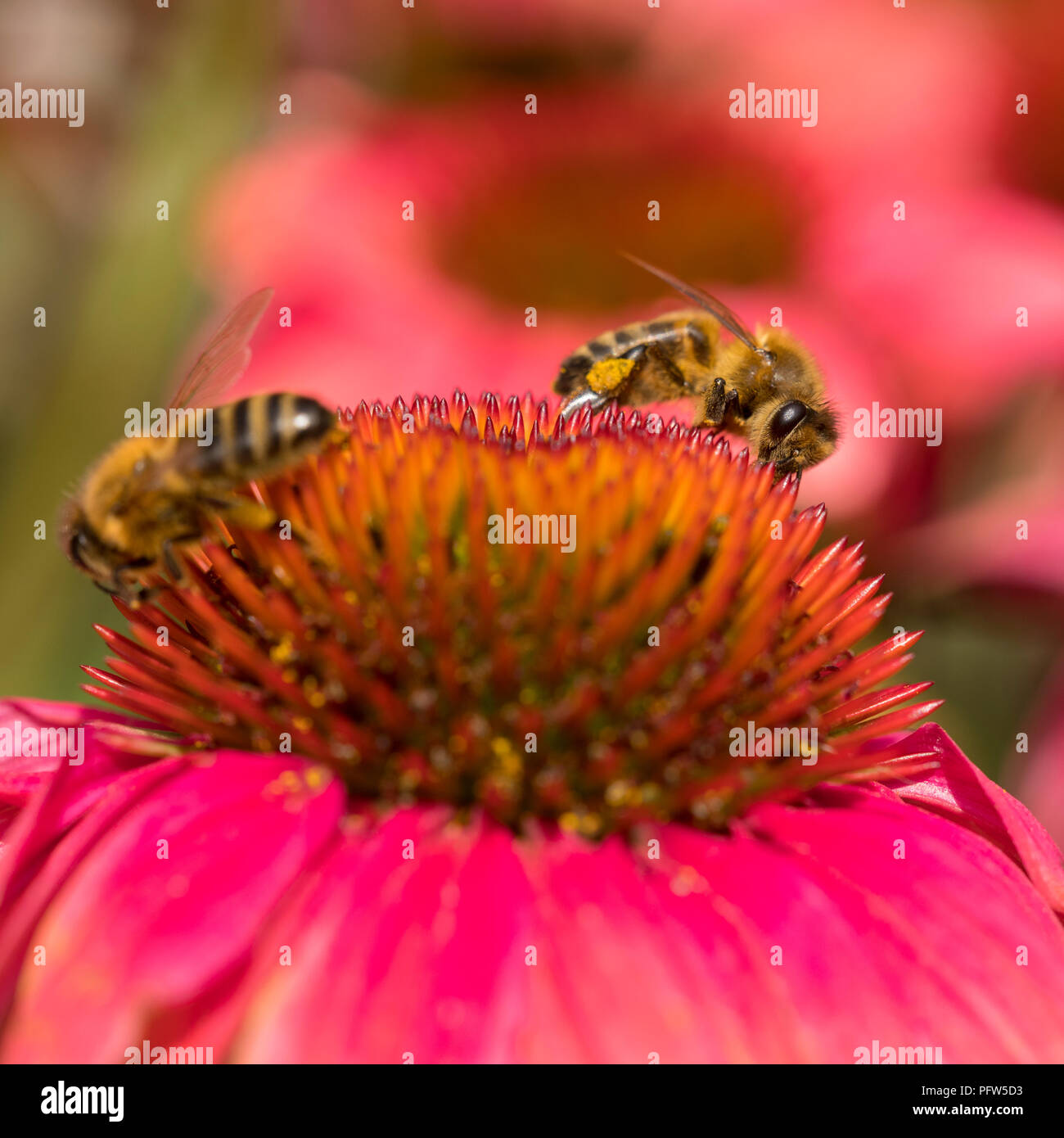 Le api in rosa e rosso dei fiori di echinacea purpurea in giardino Foto Stock