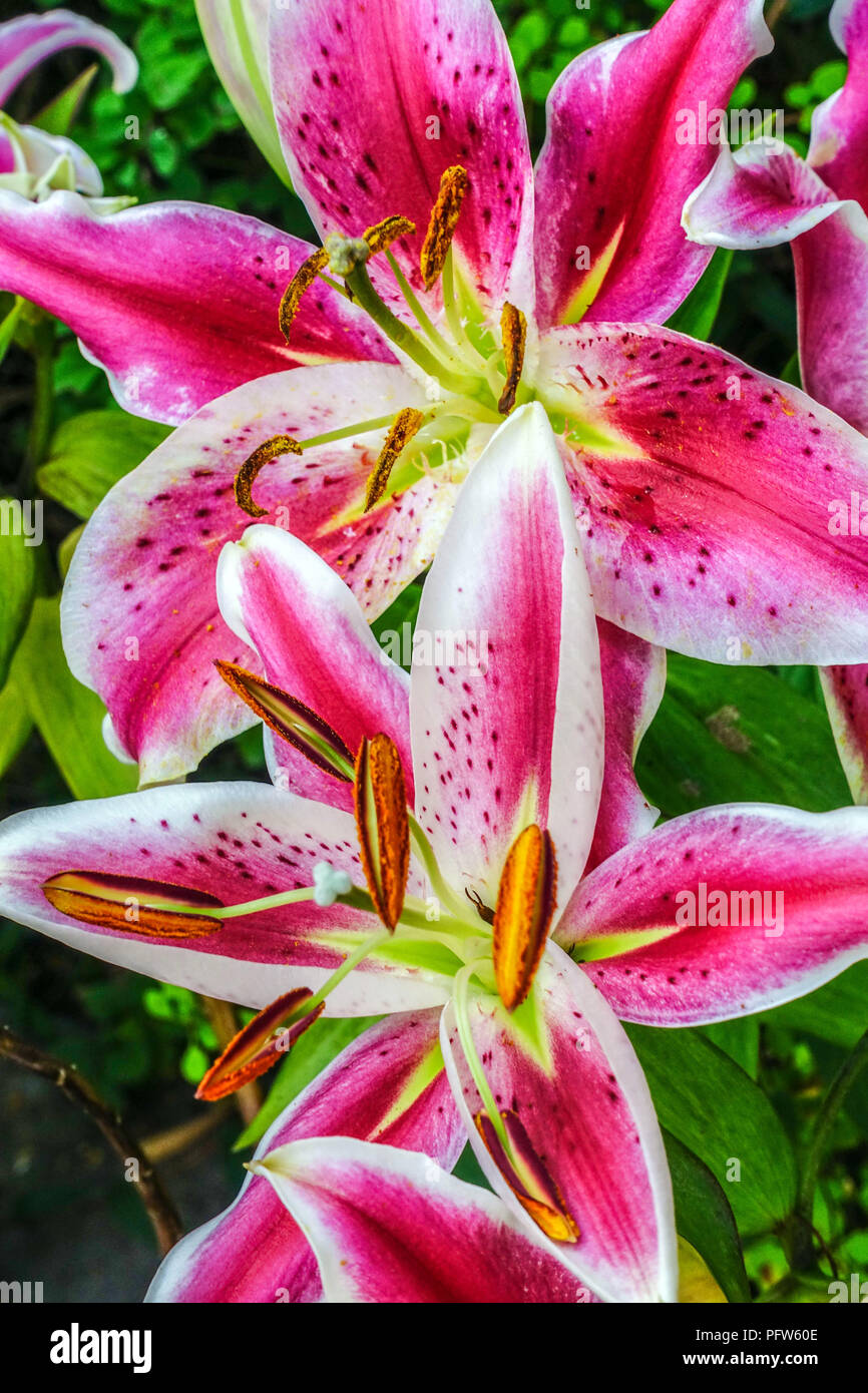 Giglio orientale, Lilium ' dopo otto ', gigli orientali fiore Foto Stock