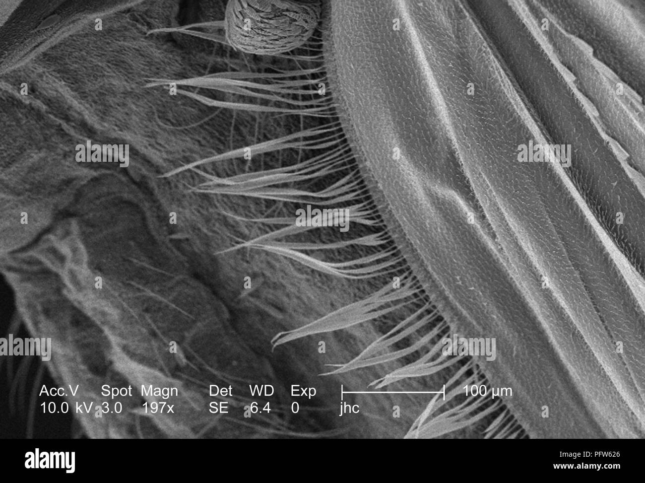 Caratteristiche morfologiche di un Anopheles gambiae zanzare ala, ha rivelato nel 197x di scansione ingrandita al microscopio elettronico (SEM) immagine, 2006. Immagine cortesia di centri per il controllo delle malattie (CDC) / Dr Paolo Howell. () Foto Stock