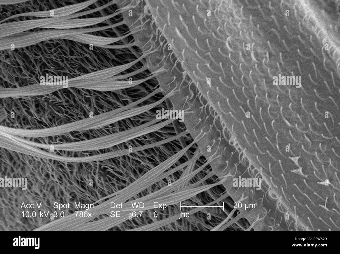 Caratteristiche morfologiche di un Anopheles gambiae zanzare ala, ha rivelato nel 786x di scansione ingrandita al microscopio elettronico (SEM) immagine, 2006. Immagine cortesia di centri per il controllo delle malattie (CDC) / Dr Paolo Howell. () Foto Stock