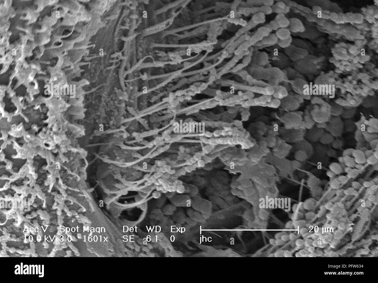 Caratteristiche morfologiche sulla superficie exoskeletal di Anopheles gambiae zanzara, rivelata nel 1601x di scansione ingrandita al microscopio elettronico (SEM) immagine, 2006. Immagine cortesia di centri per il controllo delle malattie (CDC) / Dr Paolo Howell. () Foto Stock