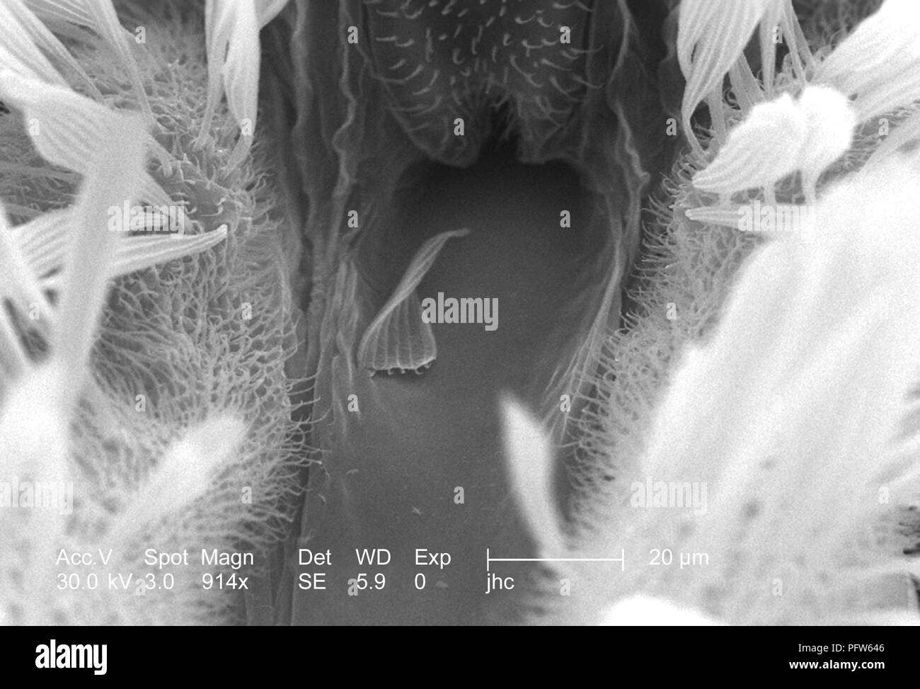 Caratteristiche morfologiche sulla superficie exoskeletal di Anopheles gambiae zanzare proboscide e due palpi mascellari, rivelata in 914x di scansione ingrandita al microscopio elettronico (SEM) immagine, 2006. Immagine cortesia di centri per il controllo delle malattie (CDC) / Paolo Howell. () Foto Stock