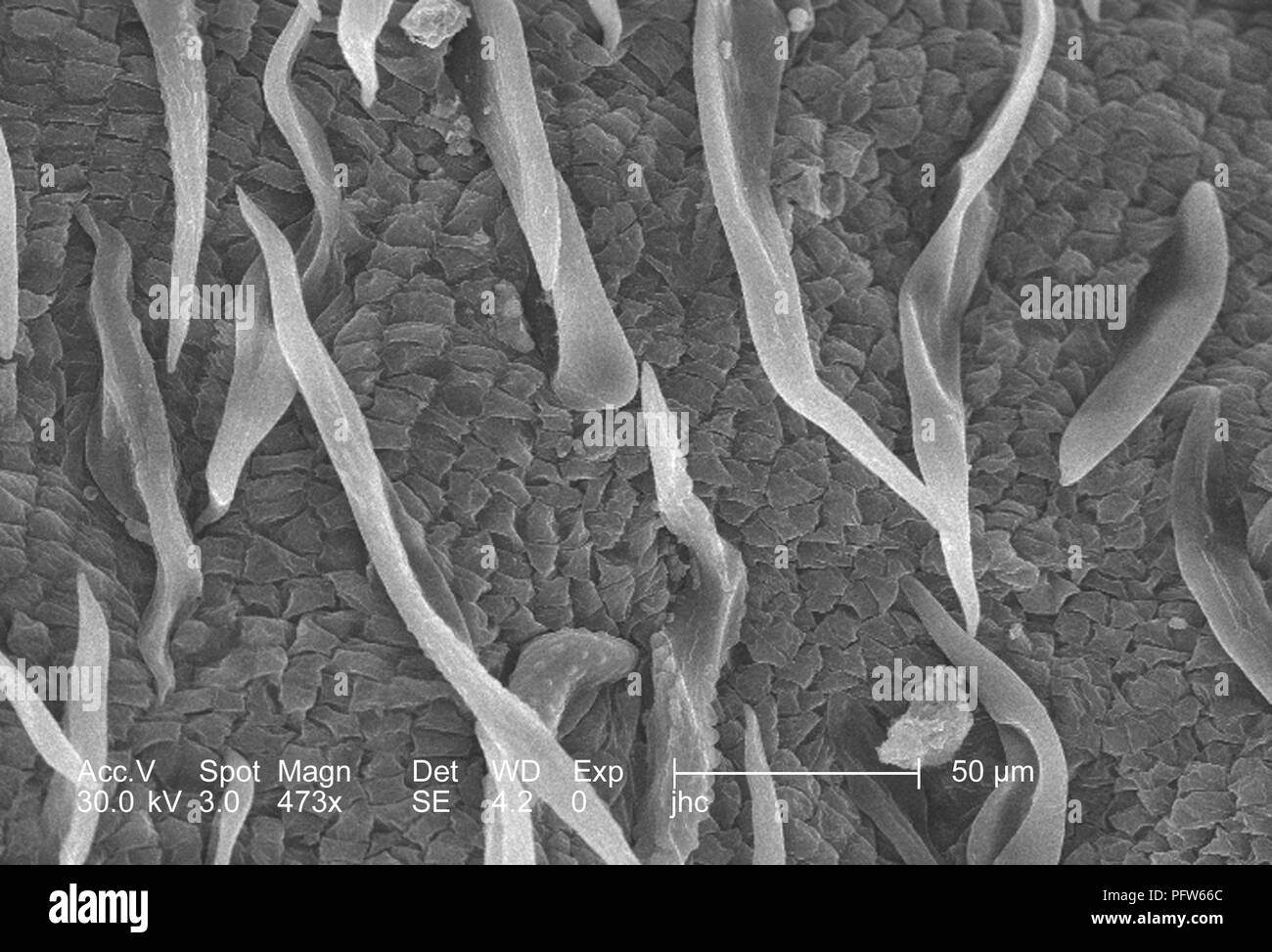 Morfologiche ultrastrutturali caratteristiche superficiali di un 'bract' da un sanguinello blossom (Cornus florida), ha rivelato nel 473x di scansione ingrandita al microscopio elettronico (SEM) immagine, 2006. Immagine cortesia di centri per il controllo delle malattie (CDC) / Janice Haney Carr. () Foto Stock