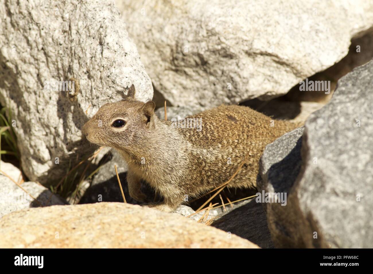 La massa della California scoiattolo (Spermophilus beecheyi) tra rocce, il Parco Nazionale Yosemite in California Foto Stock