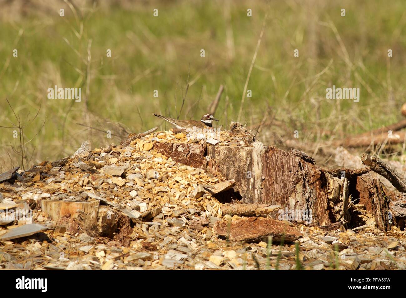 Killdeer (Charadrius vociferus) seduto sul nido sulla sommità del ceppo di albero, Bass Lake, California Foto Stock