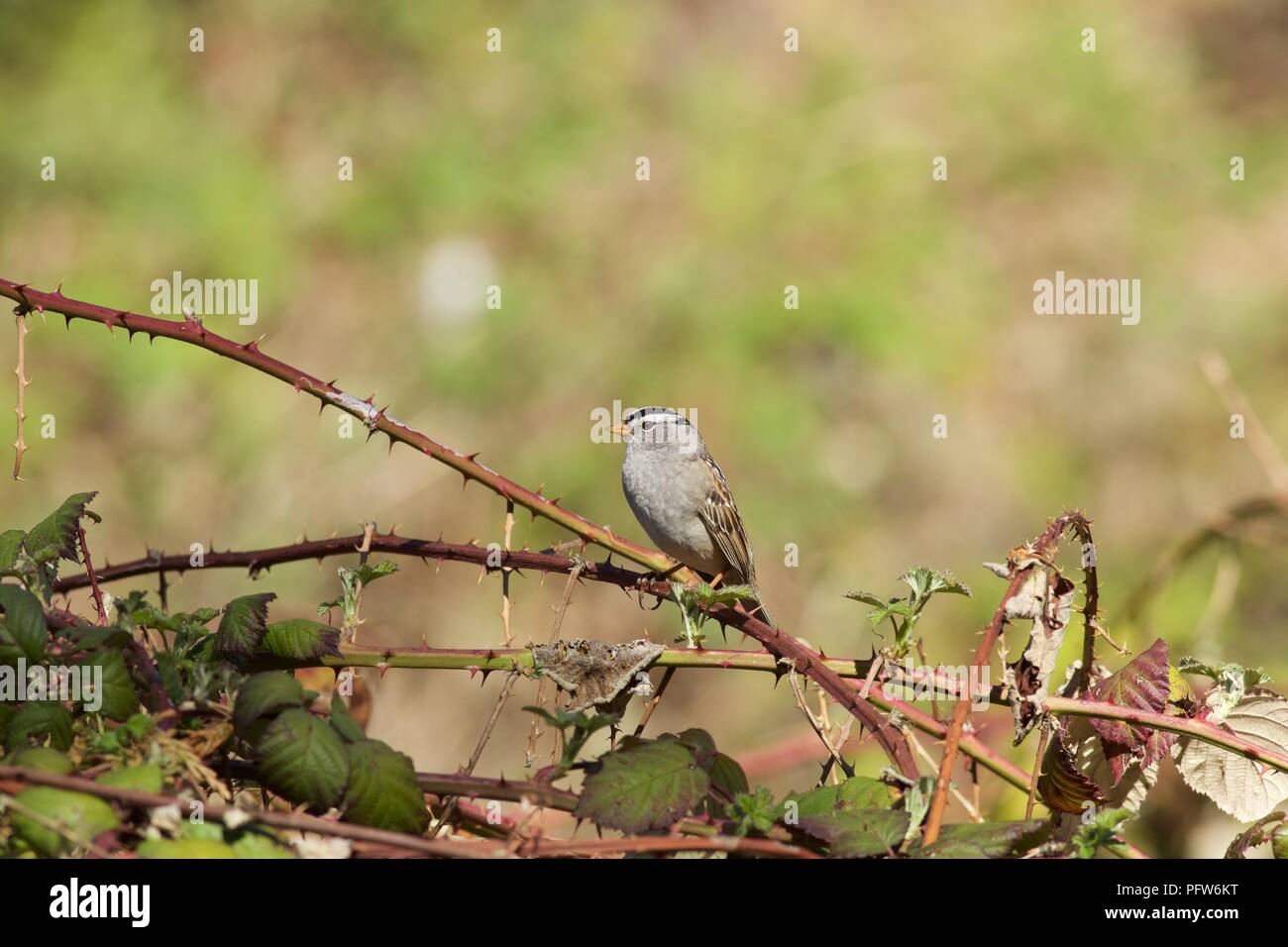 Bianco-incoronato Sparrow (Zonotrichia leucophrys) appollaiate su rovo, Bass Lake, California Foto Stock