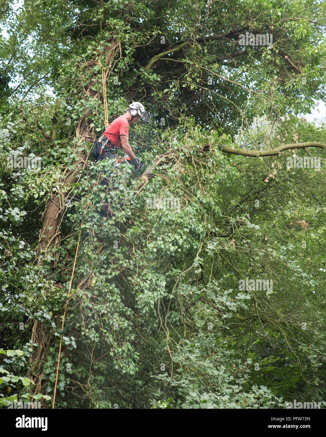 Albero maschio chirurgo utilizzando una motosega in alto in una struttura ad albero. Foto Stock