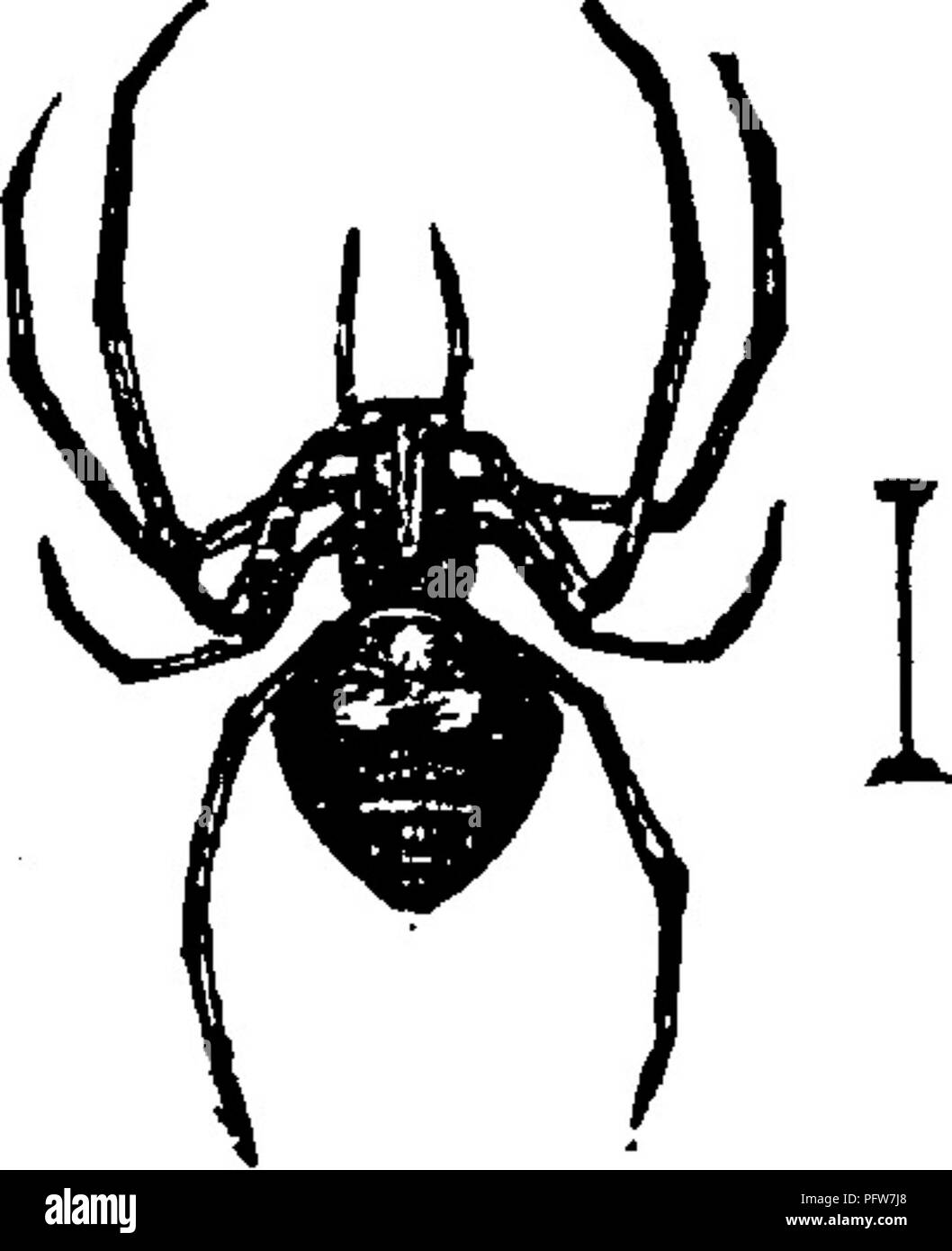 . Un manuale per lo studio degli insetti. Gli insetti. Fig. 37.-frontale di Fig. 38.-Piede Ragno di Fig. ^g.-^Mimetus house spider. con tre griffe. inter/ecior. regione occupata dagli occhi (Fig. 37); gli occhi sono in due righe ; e i piedi sono arredate con tre griffe (Fig. 38). Questa famiglia include molte specie, essendo di fatto la più grande di tutte le famiglie di ragni. La figura 39 rappresenta una specie ad ampia distribuzione. Sebbene la casa i ragni sono più familiare mem- ber di questa famiglia, il maggior numero di specie di spin le loro tele nei campi di boccole. Questi nastri sono di solito costituiti da un piatto Foto Stock