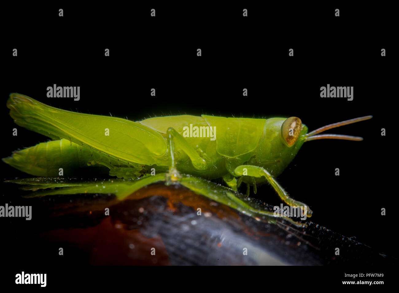Cavalletta verde sulla canna di erba verde su sfondo sfocato, fotografia macro close up grasshopper Foto Stock