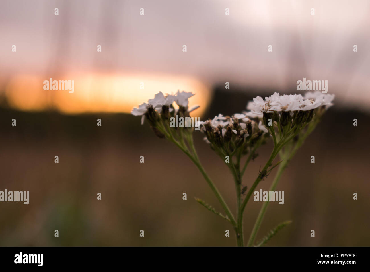 Fields of Gold Foto Stock