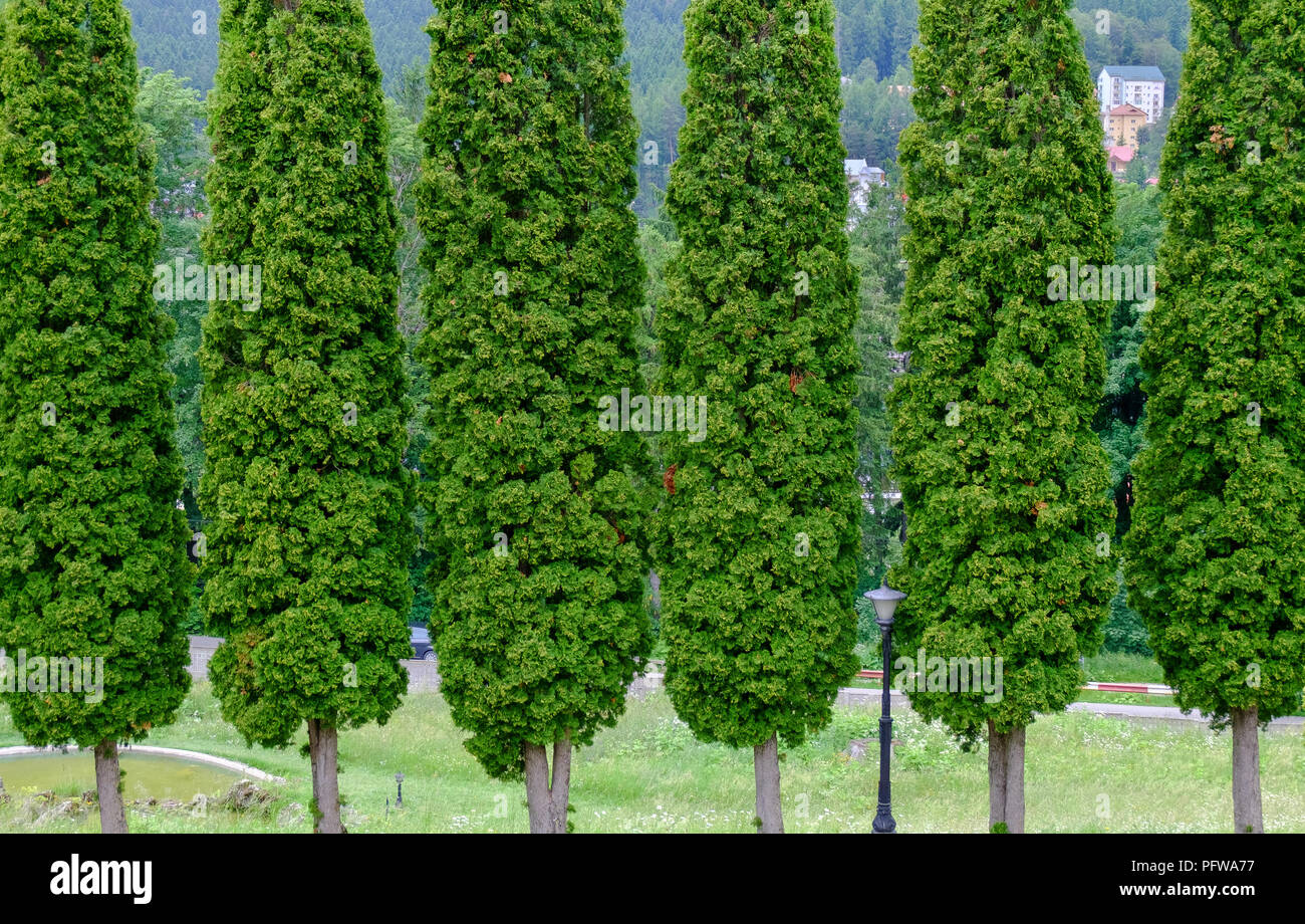 Parete di alberi in un giardino di un palazzo, Palazzo Cantacuzino, Romania. Foto Stock