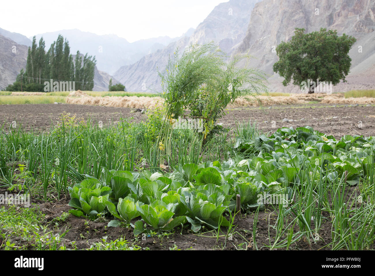 Coltivazione di verdure nei campi a Turtuk village, Shyok valley, Ladakh, Jammu e Kashmir India Foto Stock