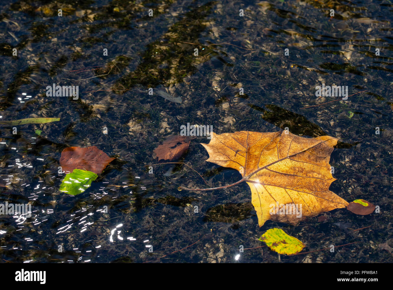 Caduta foglie ed erbe di fiume sono visibili al di sotto della superficie increspata della ruggente fiume nella Carolina del Nord. Foto Stock