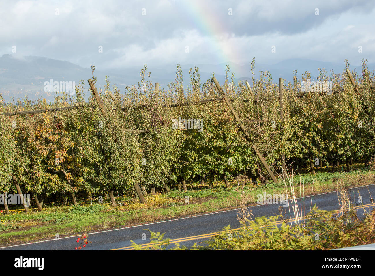 Hood River, Oregon, Stati Uniti d'America. Rainbow su un frutteto con una v-sistema trellis in un giorno di pioggia. Foto Stock