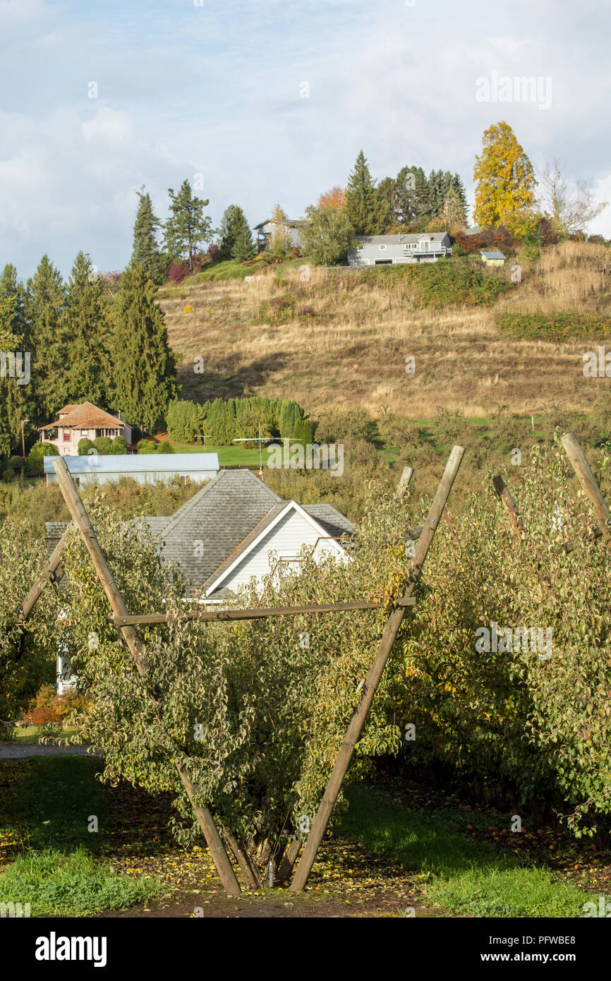 Hood River, Oregon, Stati Uniti d'America. Frutteto coltivato su un v-sistema trellis in un giorno di pioggia. Foto Stock