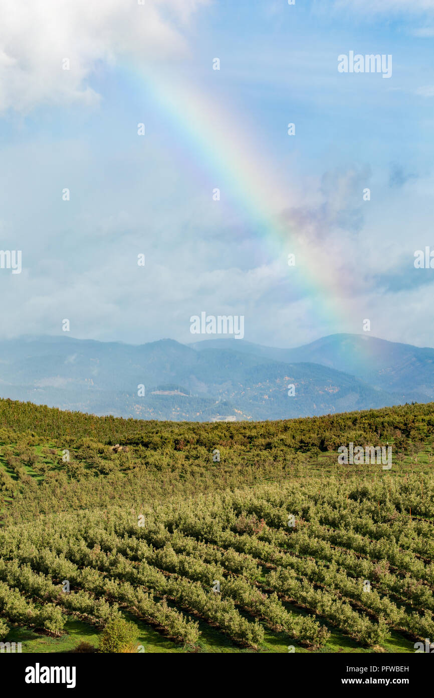 Hood River, Oregon, Stati Uniti d'America. Rainbow su un frutteto in un giorno di pioggia. Foto Stock