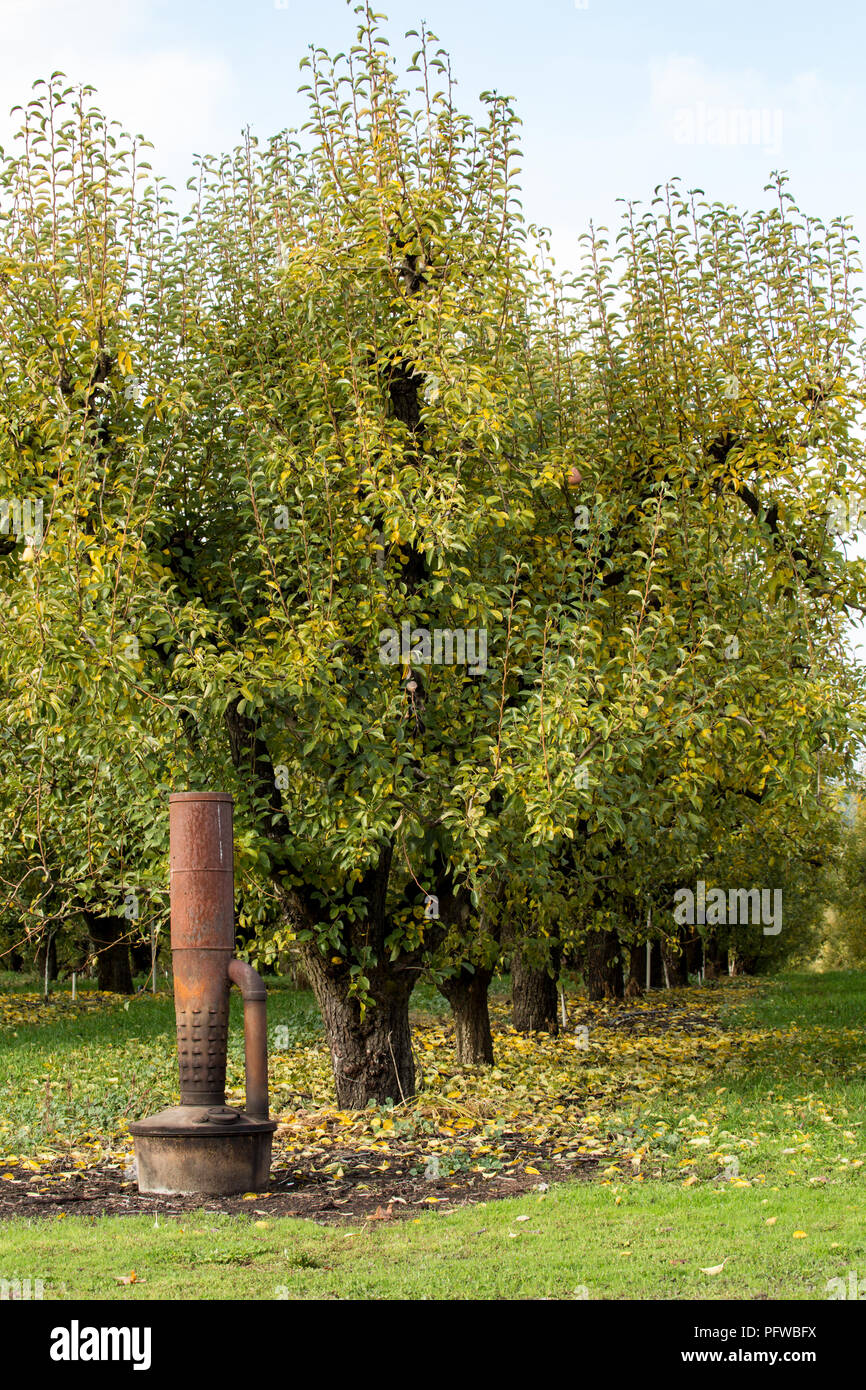 Hood River, Oregon, Stati Uniti d'America. Una macchia pot (noto anche come choofa o frutteto riscaldatore), un olio-dispositivo di combustione utilizzati per impedire la brina su alberi da frutto Foto Stock