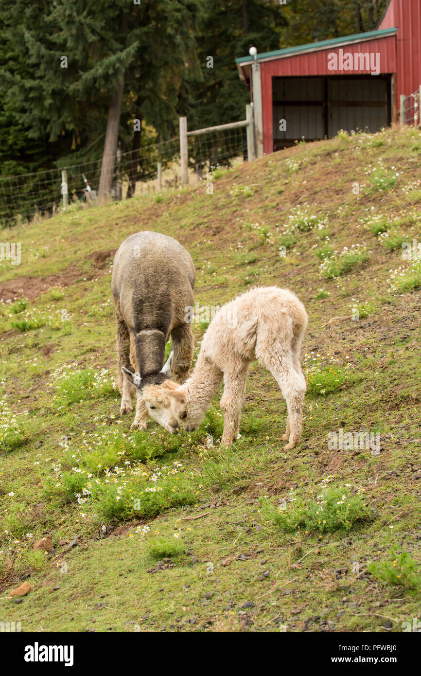 Hood River, Oregon, Stati Uniti d'America. La madre e il bambino (cria) alpaca pascolano in alpeggio, con la cria essendo affettuoso con sua madre in una leggera pioggia. Foto Stock