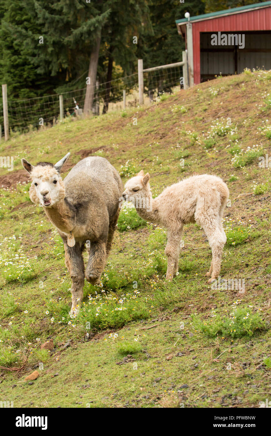 Hood River, Oregon, Stati Uniti d'America. La madre e il bambino (cria) alpaca pascolare nel pascolo di pioggia leggera. Foto Stock