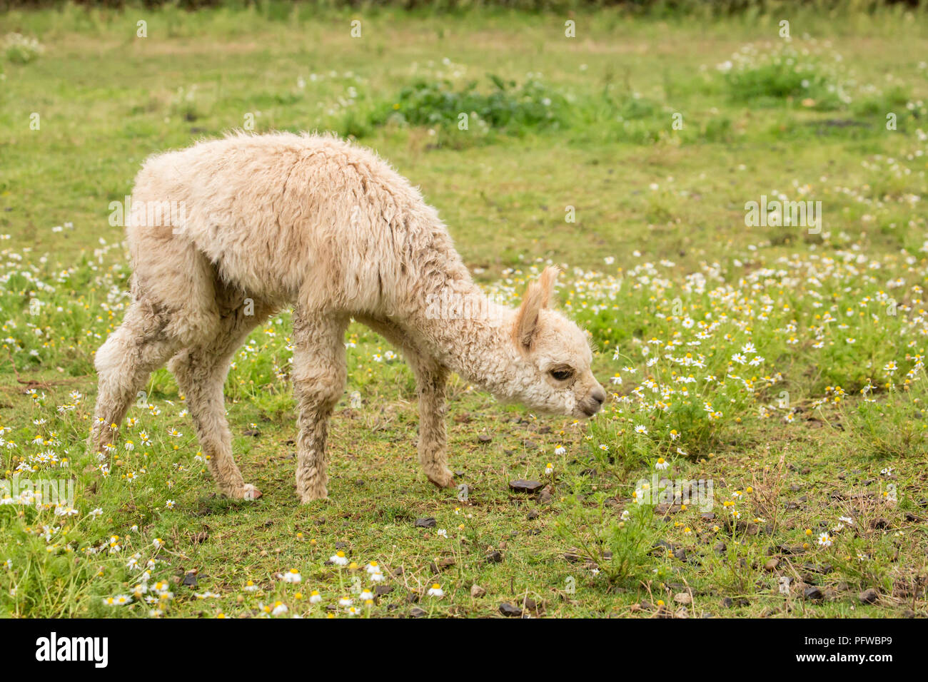 Hood River, Oregon, Stati Uniti d'America. Baby o alpaca cria pascolare in pascolo durante una leggera pioggia Foto Stock
