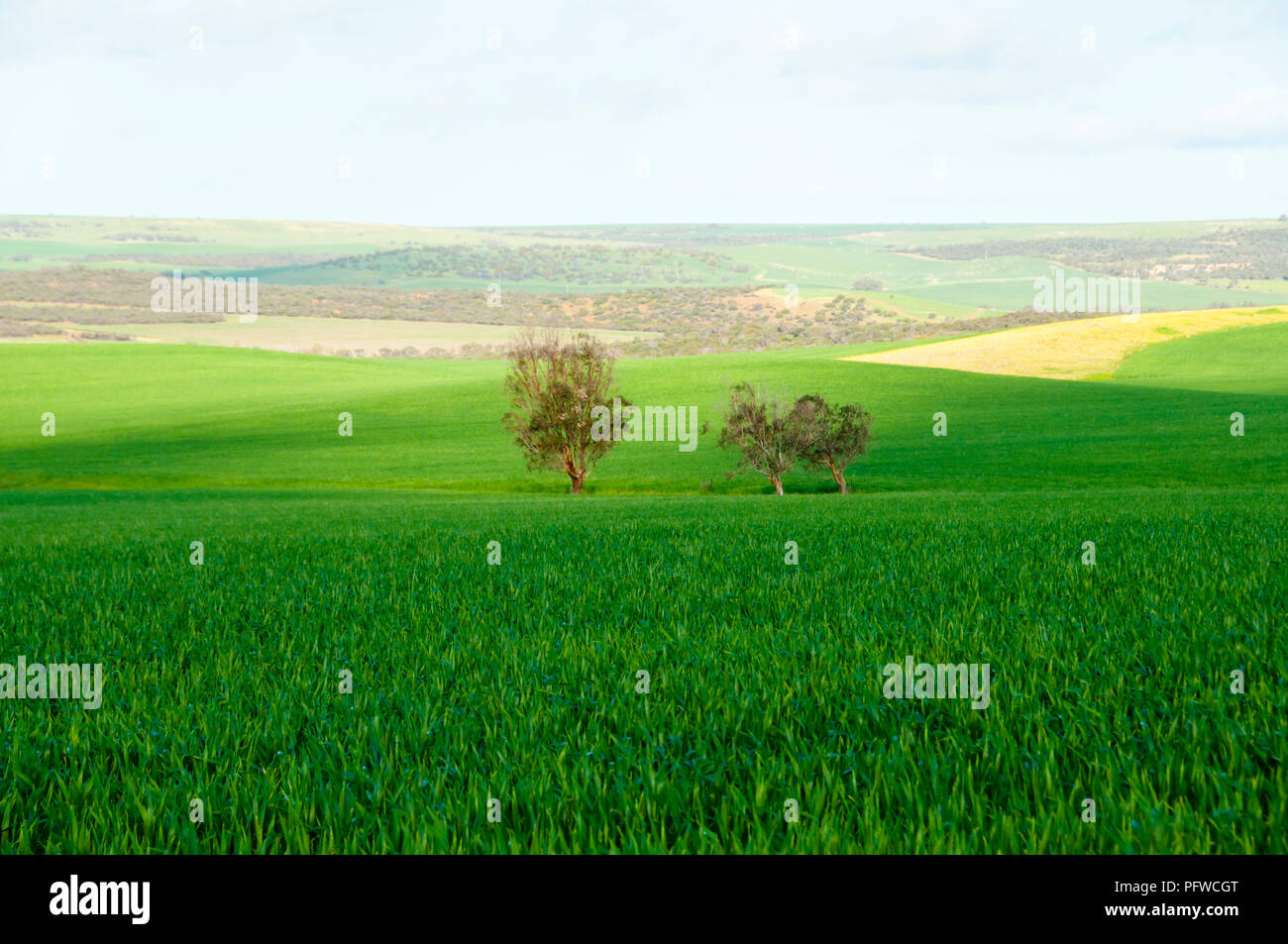 Campo di grano in primavera - Mid West - Australia occidentale Foto Stock