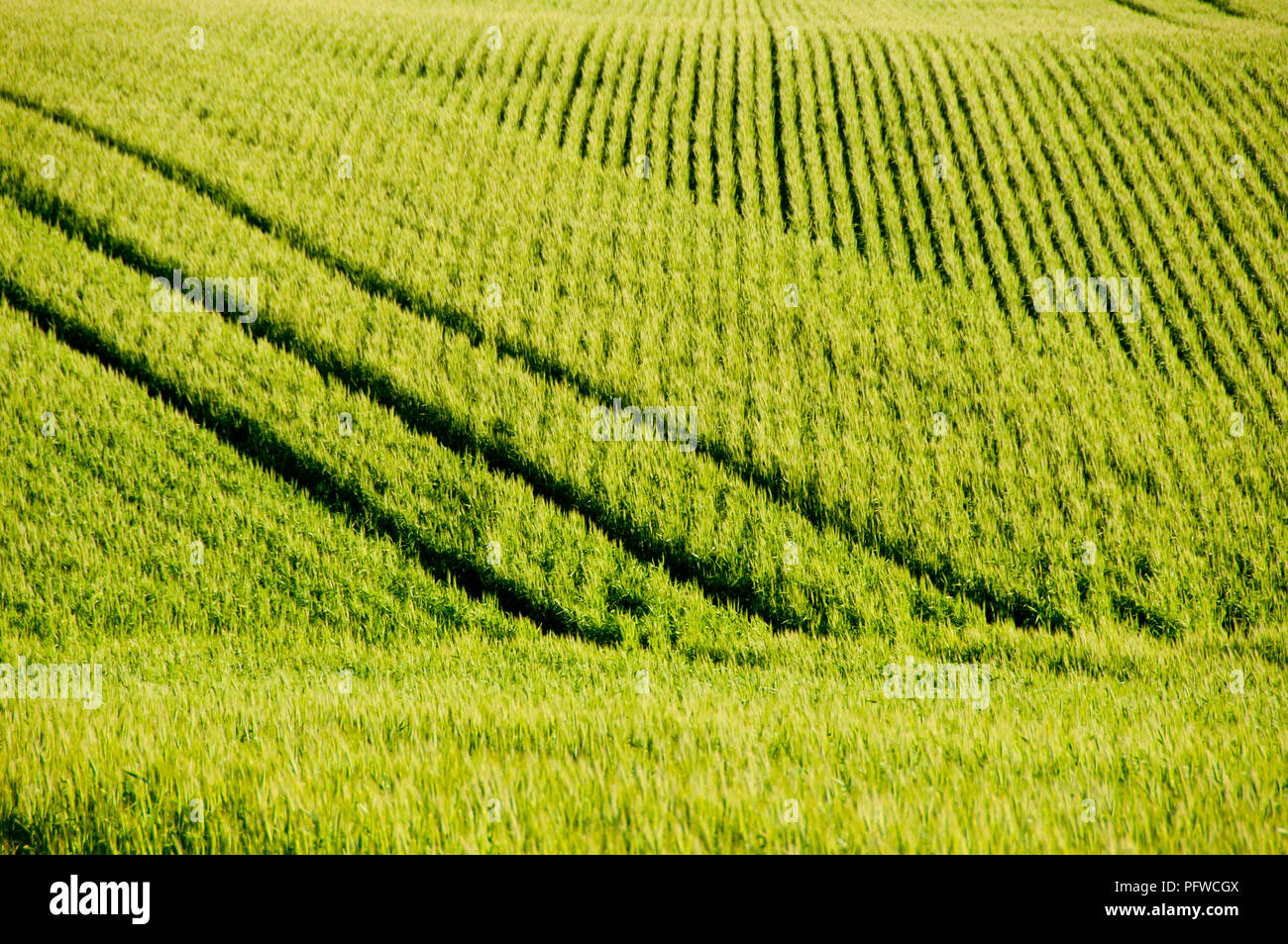 Campo di grano in primavera - Mid West - Australia occidentale Foto Stock