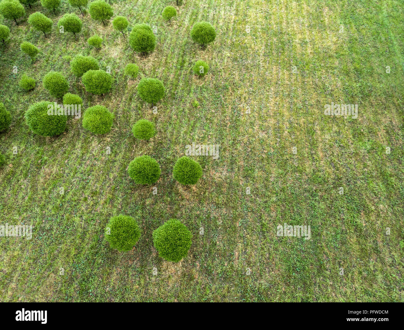 Antenna vista superiore del campo verde paesaggio con alberi di sfondo natura. drone fotografia Foto Stock