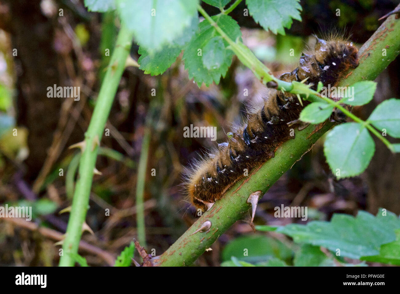 Hairy marrone e nero caterpillar sul gambo di rose Zala county Ungheria Foto Stock