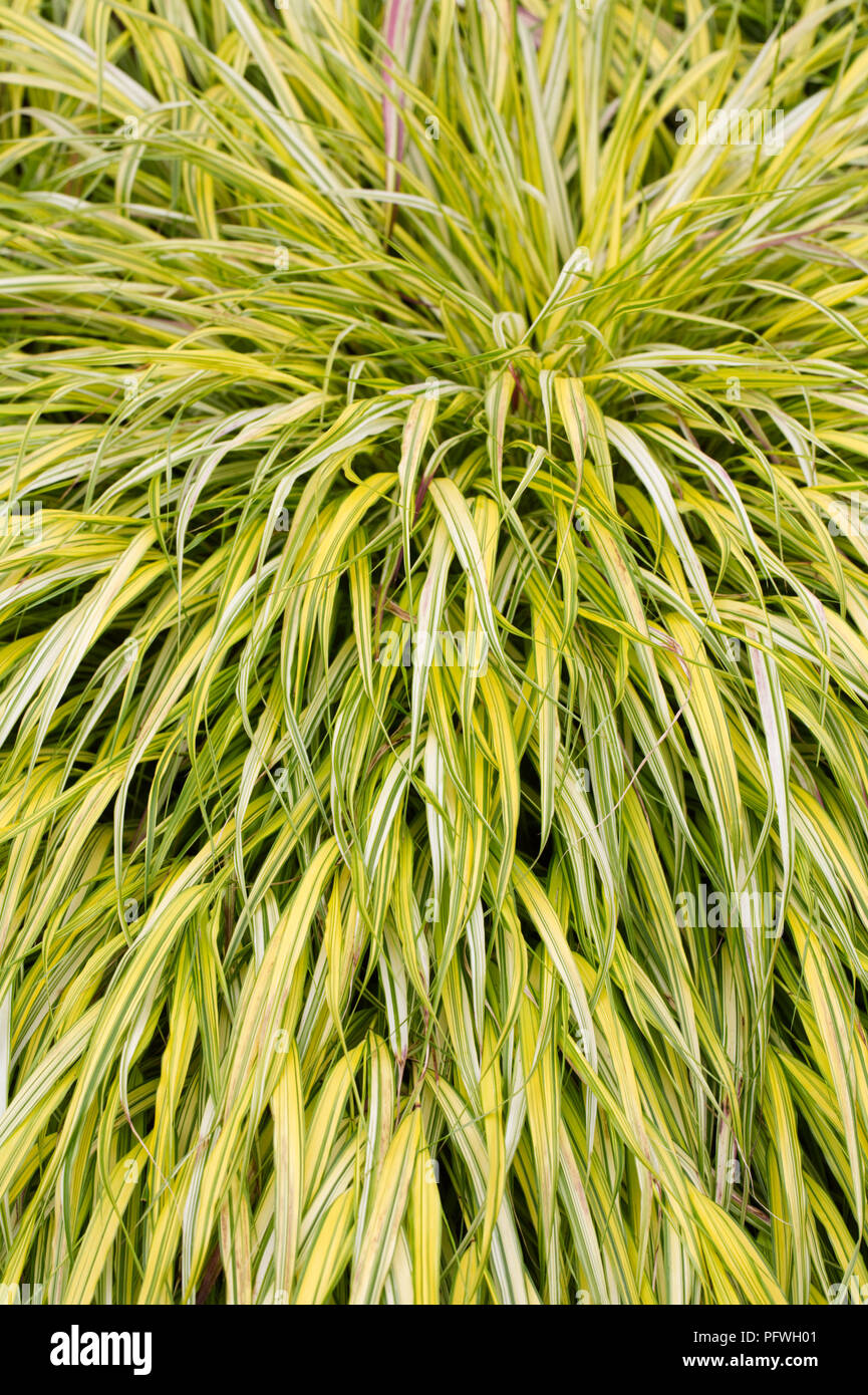 Hakonechloa macra "aureola' erba. Foto Stock