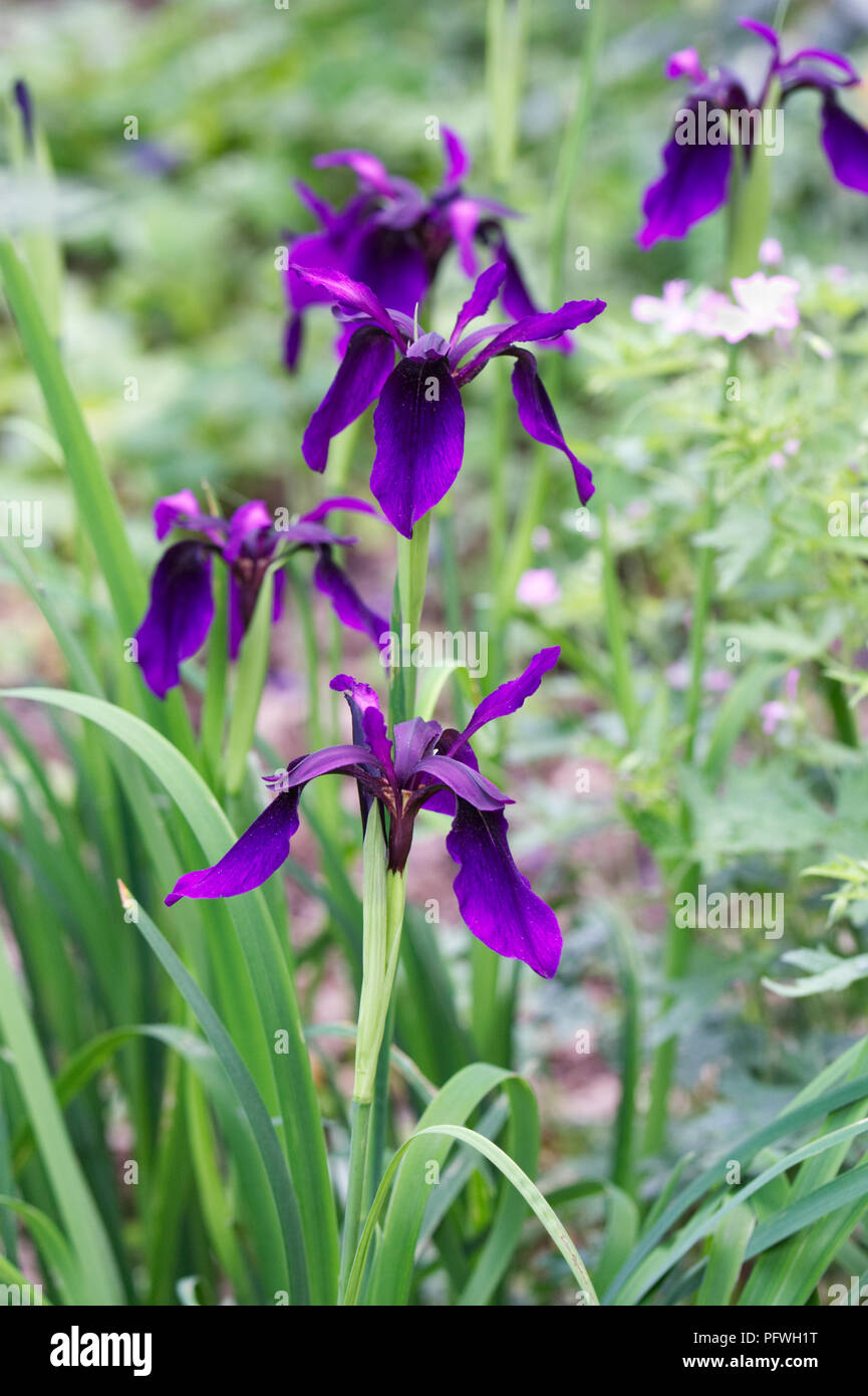 Iris chrysographes fiori. Foto Stock