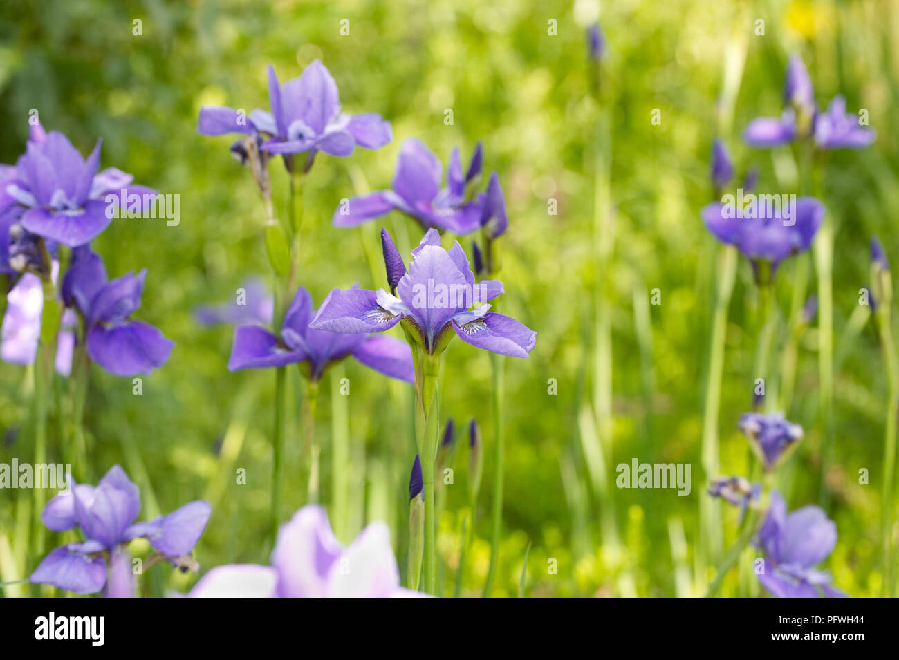 Iris sibirica 'Sea ombre' Fiori. Foto Stock