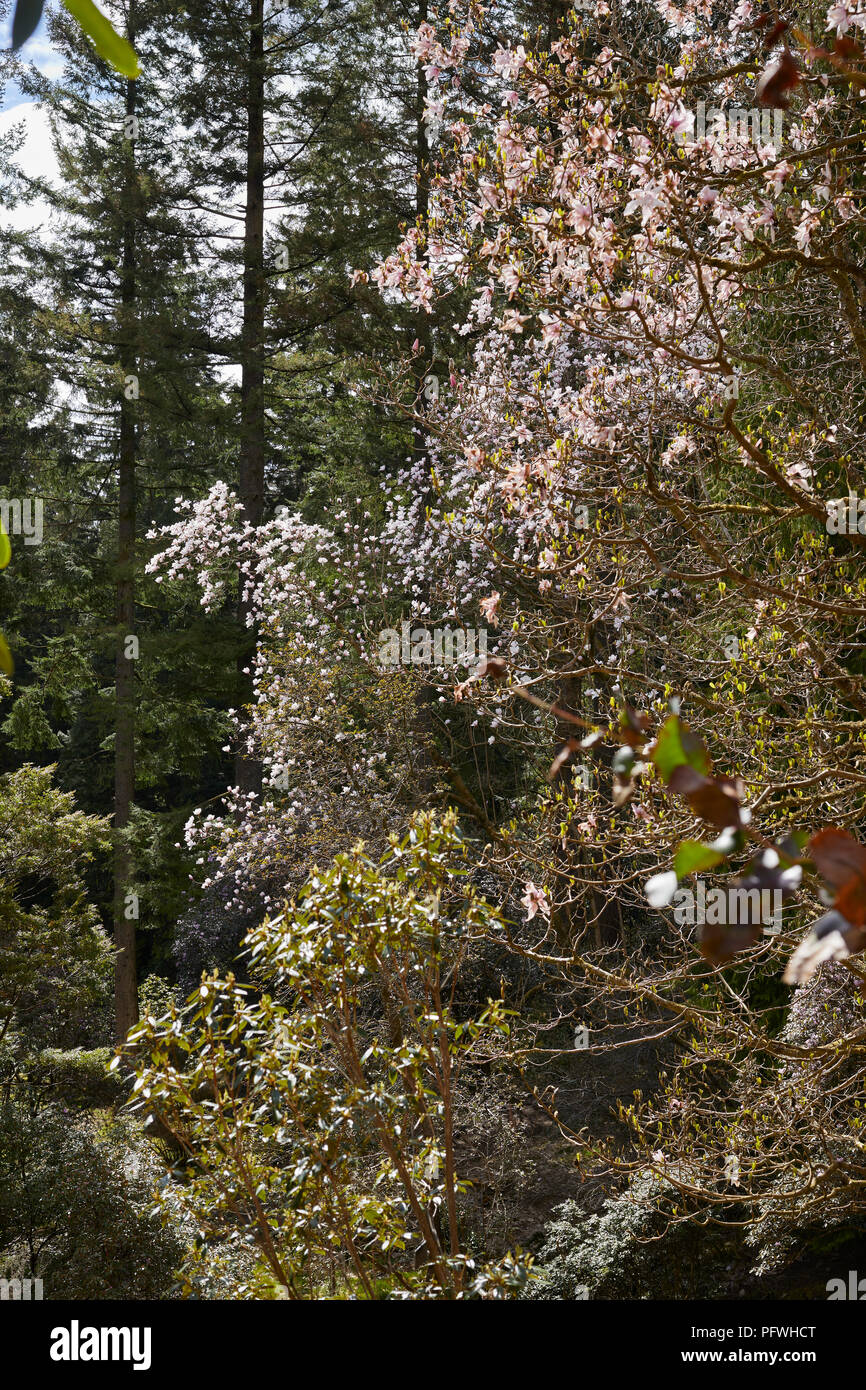 Magnolia Blossom si staglia contro una cortina di pini nel Benmore Giardini Botanici Foto Stock