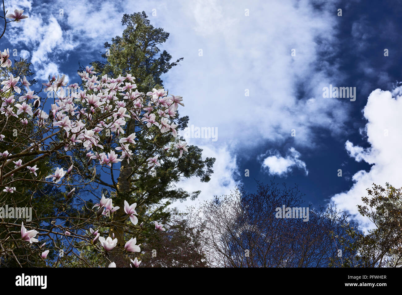 Magnolia Blossom si staglia contro un cielo blu scuro nel Benmore Giardini Botanici Foto Stock