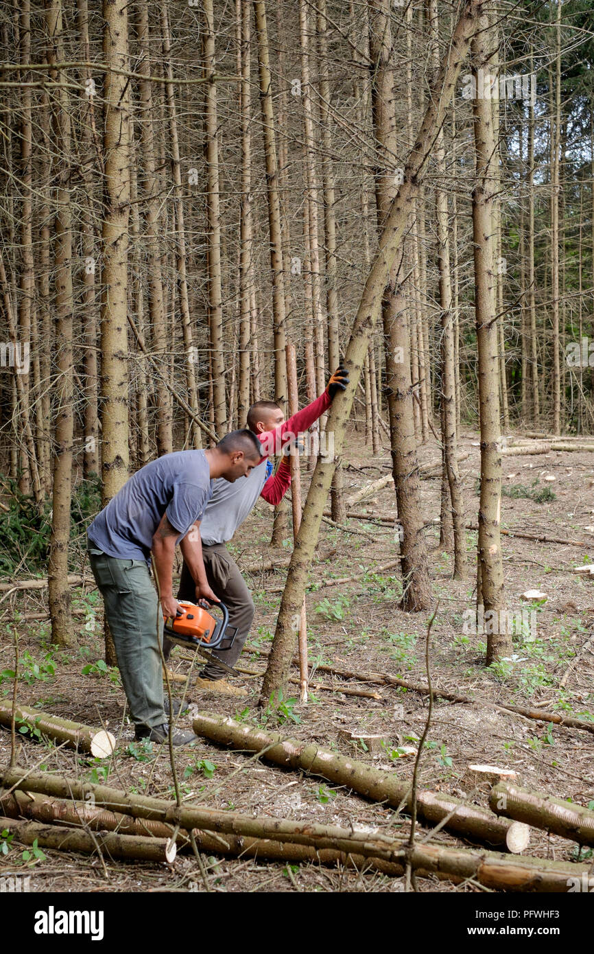 Gli uomini taglio basso e di cancellazione del legno di abete rosso Zala county Ungheria Foto Stock