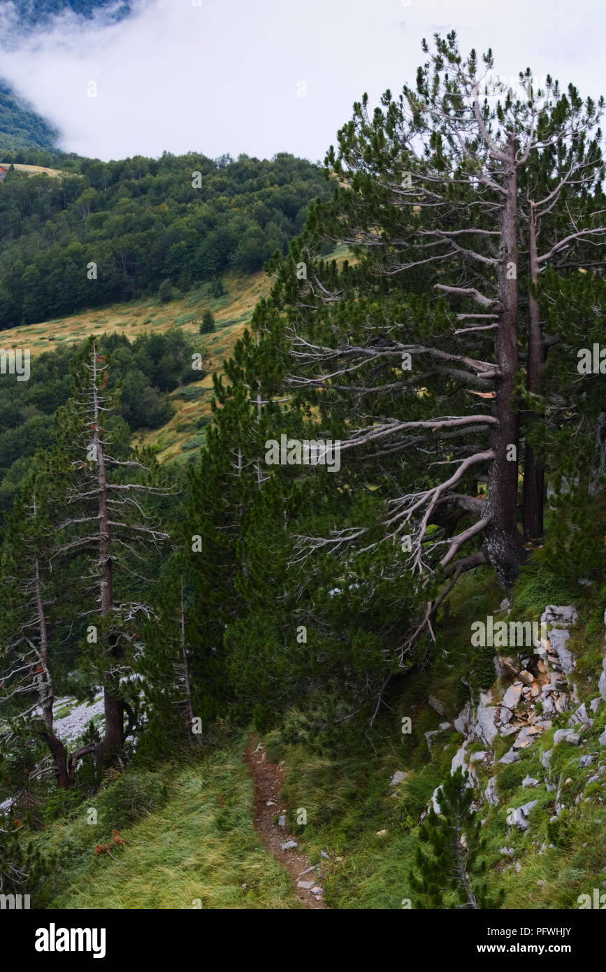 Pini crescono in ambienti difficili in montagna Foto Stock