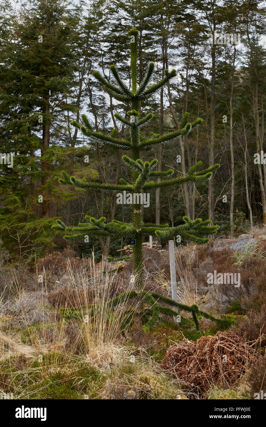 Puzzle di scimmia o pino cileno a Benmore Giardini Botanici. Dunoon Foto Stock