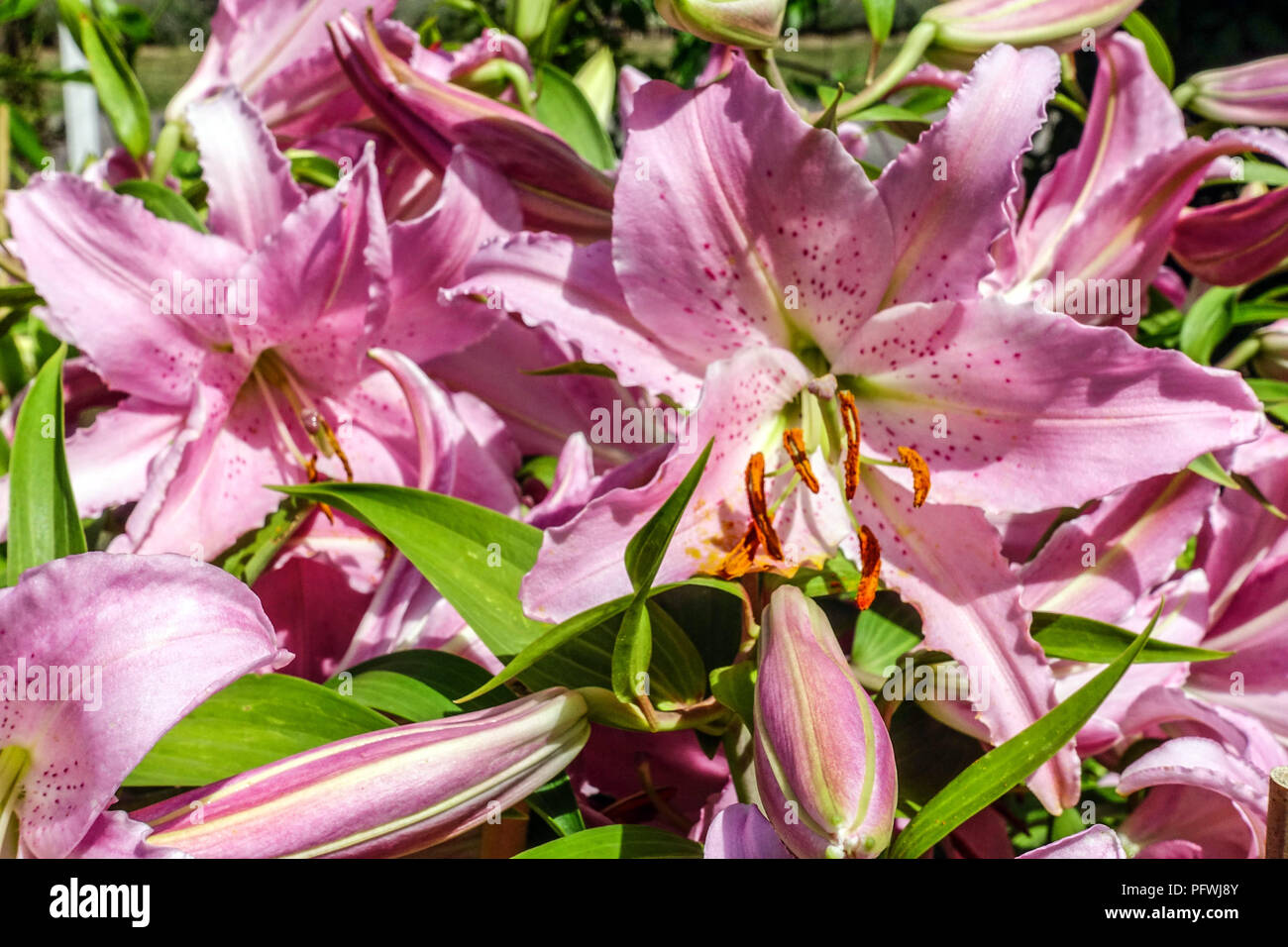 Oriental lily, Lilium ' Chelsea ', gigli orientali Foto Stock