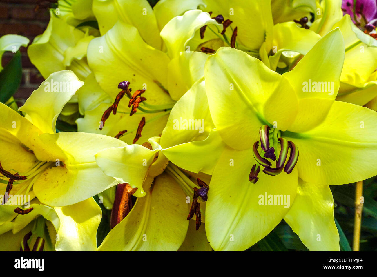 Oriental lily, Lilium ' Lesotho ', gigli orientali Foto Stock