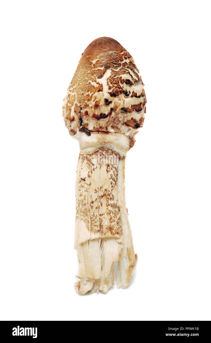 Lepiota procera o parasol fungo isolato su bianco Foto Stock