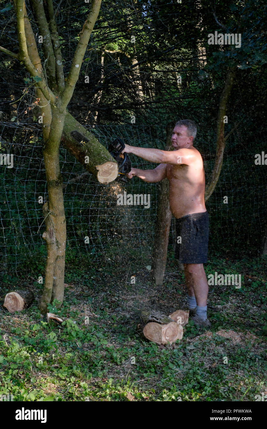 L'uomo utilizzando una motosega per abbattere un grande albero della mela indossando solo pantaloncini corti e nessun abbigliamento di sicurezza Zala county Ungheria Foto Stock