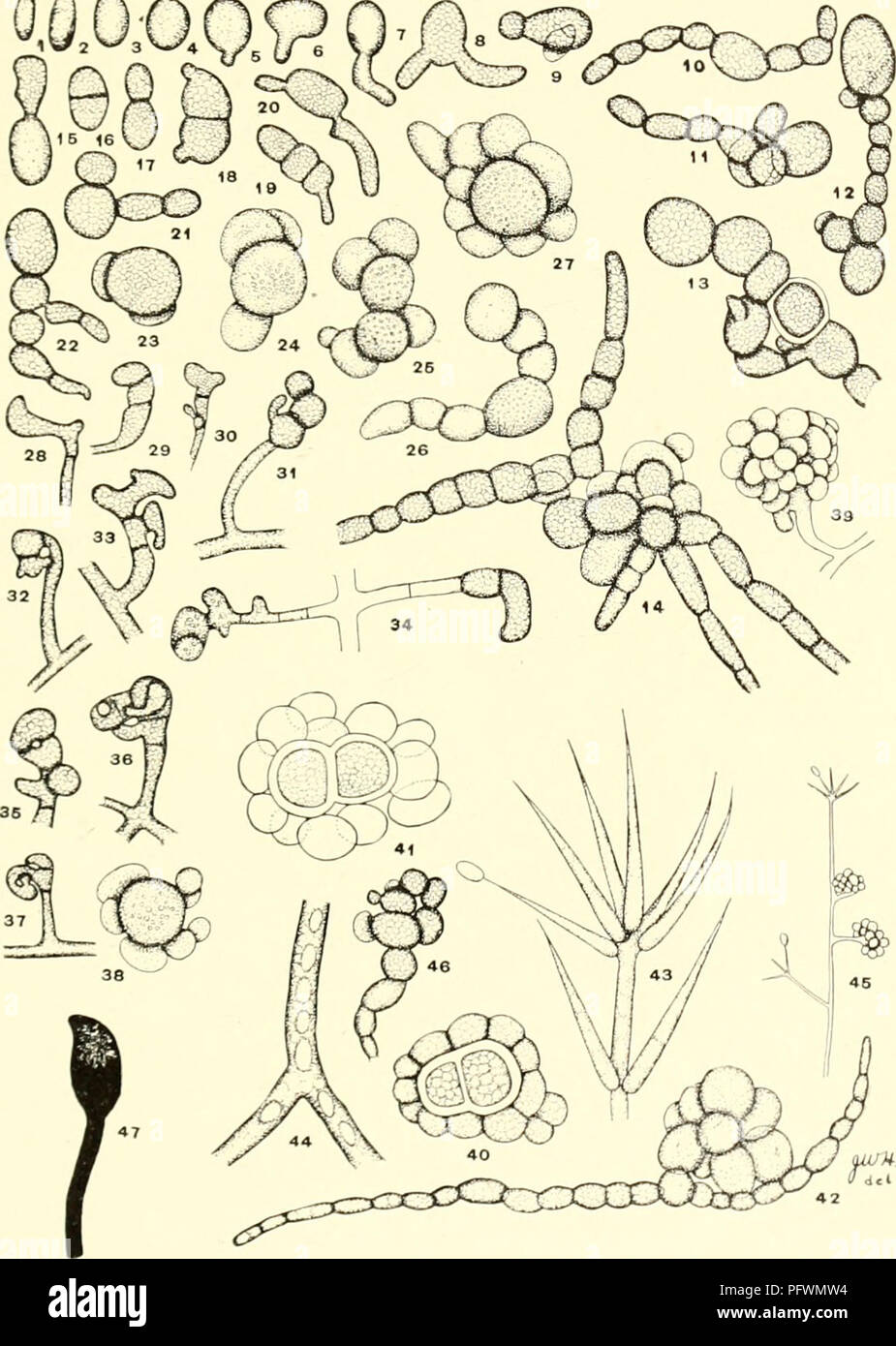 Questo studio esplora i funghi che si riproducono attraverso bulbi e strutture simili, illustrando il loro ruolo nella propagazione dei funghi e fornendo informazioni sul loro ciclo di vita. Si tratta di un riferimento fondamentale per la comprensione della biologia fungina e dei metodi di riproduzione. Foto Stock