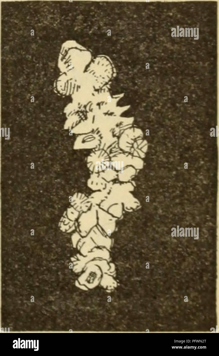 . La cultura del baco da seta di gelso. Bachi da seta. Malattie del SILKWOKMS. 31 talvolta con la testa rivolta verso la base. Nuovamente, specialmente nel caso di gattine, il worm si aggira agitato di qua e di là, cercano- ing come fosse il potere di espellere la materia setosa, ma troppo impotente a fare più di buttare fuori la scarsità di filo per la tessitura di un nastro o velo di un bozzolo, in cui si colloca e muore. Uova esenti da malattia e in grado di resistenza alla malattia sono il requisito fondamentale in guardia contro flacherie gattine e. Nel momento in cui alcuni decessi sono notati, procedere come segue: (1) Modificare i letti supervisore diretto Foto Stock