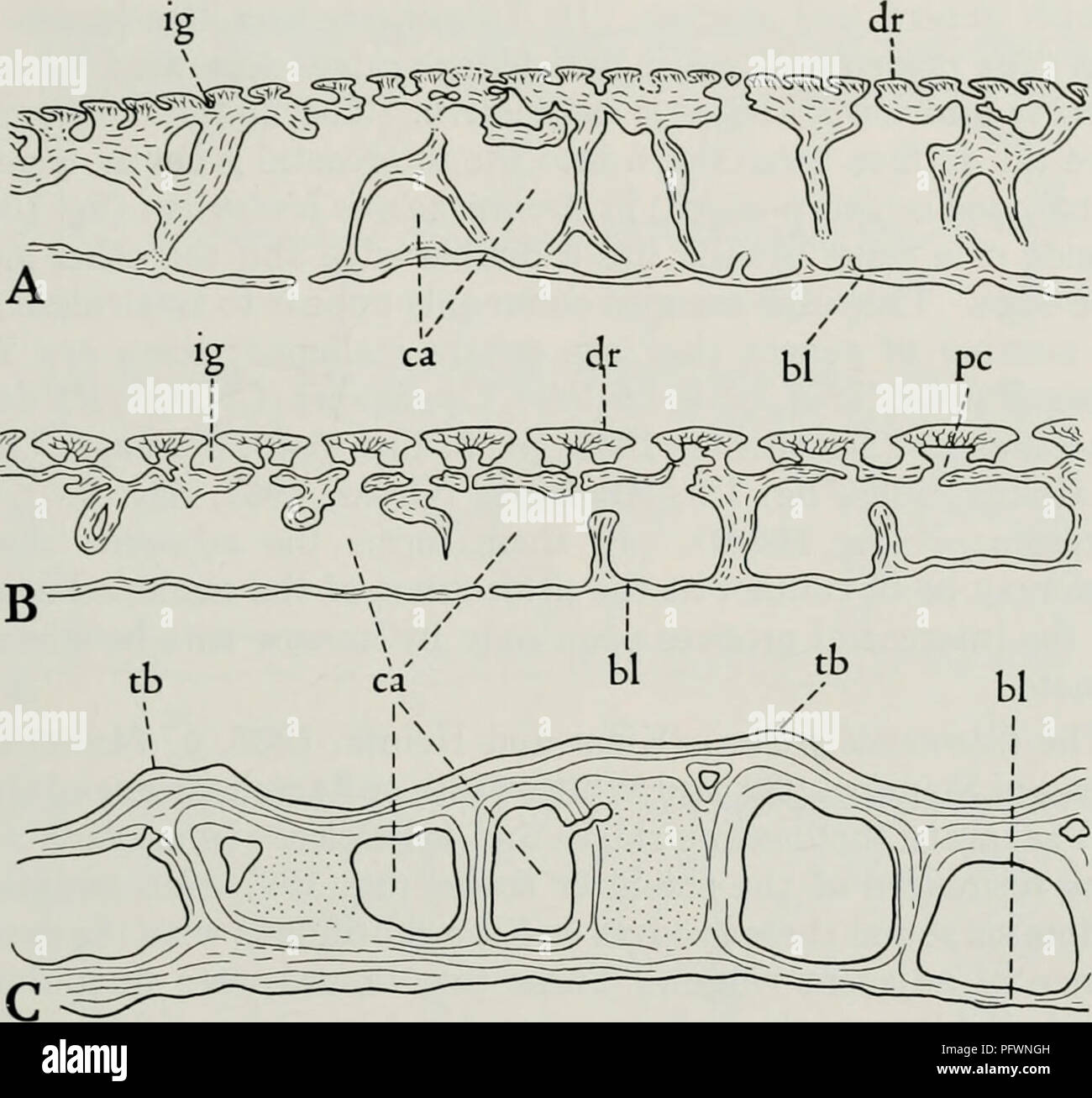 . Il Cyathaspididae; una famiglia di Silurian e jawless Devoniano vertebrati. Cyathaspididae. DENISON: IL CYATHASPIDIDAE 333. Fig. 101. Sezioni trasversali attraverso le protezioni dermica di Irregulareaspidinae e Ctenaspidinae (X 50). Un, Dikenaspis yukonensis, CNHM, slitta 4037; B, Ir- regidareaspis sp., CNHM, slitta 4591; C, Ctenaspis dentata, CNHM, slitta 4049. bl, strato basale; ca, camera di strato spugnoso; CC2, canale di collegamento canale di pasta alla scanalatura intercostali; dr, dentina crinale; dru grandi, livelli elevati di dentina ridge; ig, scanalatura intercostali; pc, polpa canal; rl, strato reticolare; Tb, il tubercolo; x, linea 0 Foto Stock